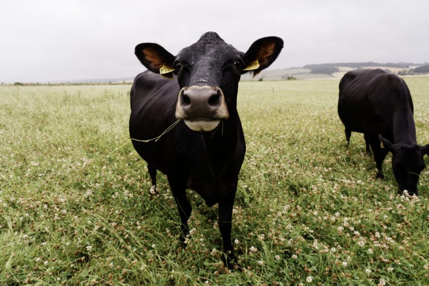 Dark brown cow looking to camera in field of clover