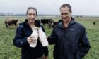 Rachael and Tom Cratchley clinking two bottles of milk in field with Jersey cows and calves behind them