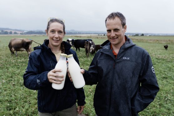 Rachael and Tom Cratchley clinking two bottles of milk in field with Jersey cows and calves behind them