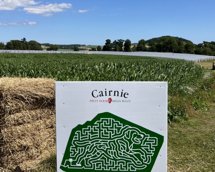 Image shows a map of this year's Mega Maze at Cairnie Fruit Farm in Fife. The maze is in the background. For Fife What's On.