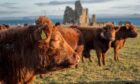 Cattle at Balcaskie Estate in Fife