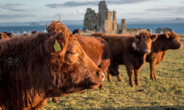 Cattle at Balcaskie Estate in Fife