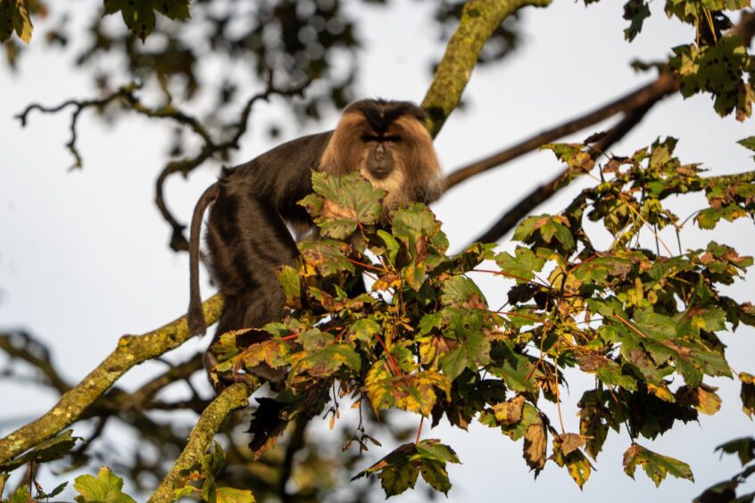 Monkey in tree