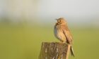 corn bunting