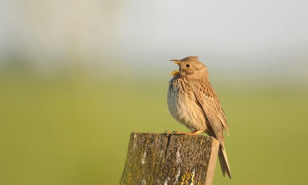 corn bunting