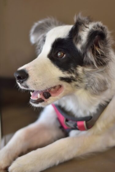 Jennifer's puppy, Gracie.
