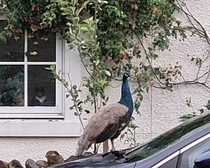 The peacock has been described as "friendly".