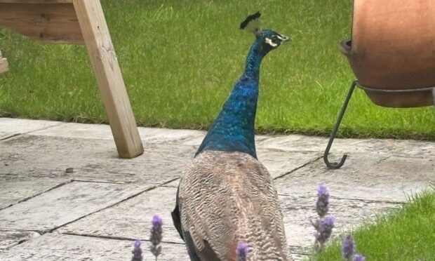 The peacock found in a Dunblane garden.