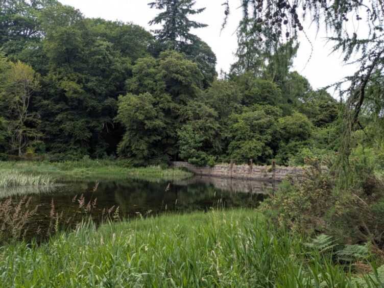 The dam in Glamis Den. 
