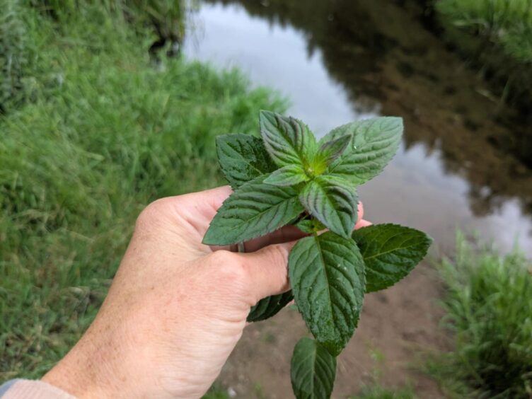 Wild mint grows in abundance at Glamis Den