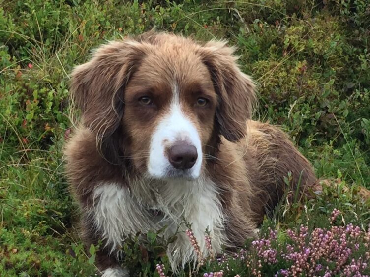 Glenshee ski patrol dog Bodie died aged 15 on July 5, 2025. 