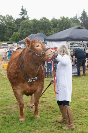 Person in white coat leads a Limousin animal on a halter at Doune and Dunblane Show 2025.