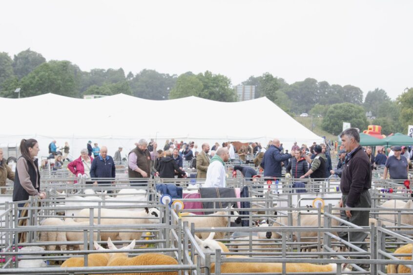 Crowds gather to view sheep pens during livestock judging at Doune and Dunblane Show 2025.