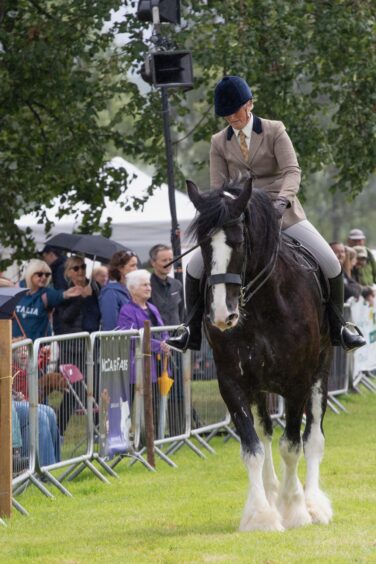 Rider in tan jacket and navy helmet shows large black and white heavy horse in front of spectators at Doune and Dunblane Show 2025.