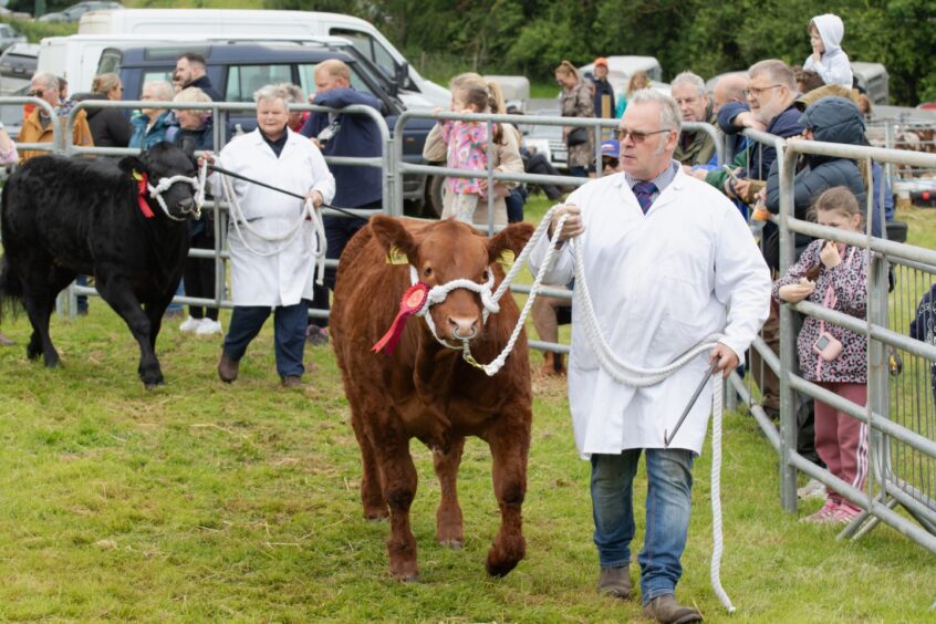 Two handlers in white coats lead red and black livestock past spectators at Doune and Dunblane Show 2025.