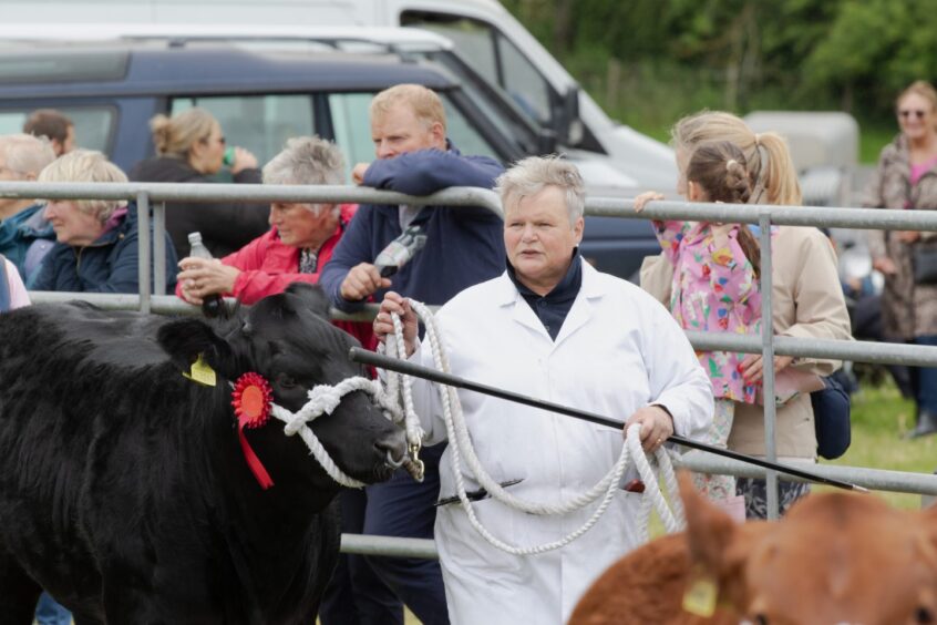 Person in white coat leads black Aberdeen Angus with red rosette past crowd at Doune and Dunblane Show 2025.