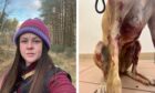 Dundee dog trainer Dani Butchart and the lurcher cross both sustained injuries in an attack by an XL Bully-type dog in Arklay Street.