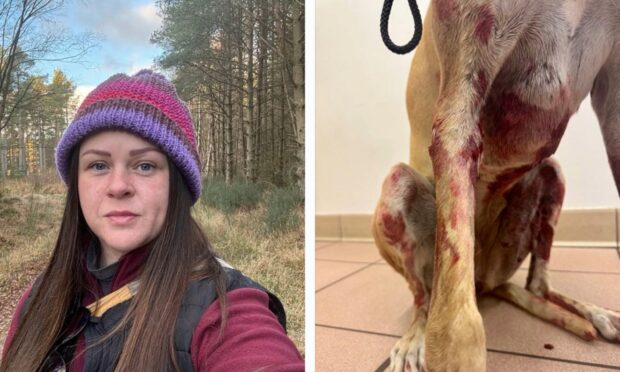 Dundee dog trainer Dani Butchart and the lurcher cross both sustained injuries in an attack by an XL Bully-type dog in Arklay Street.
