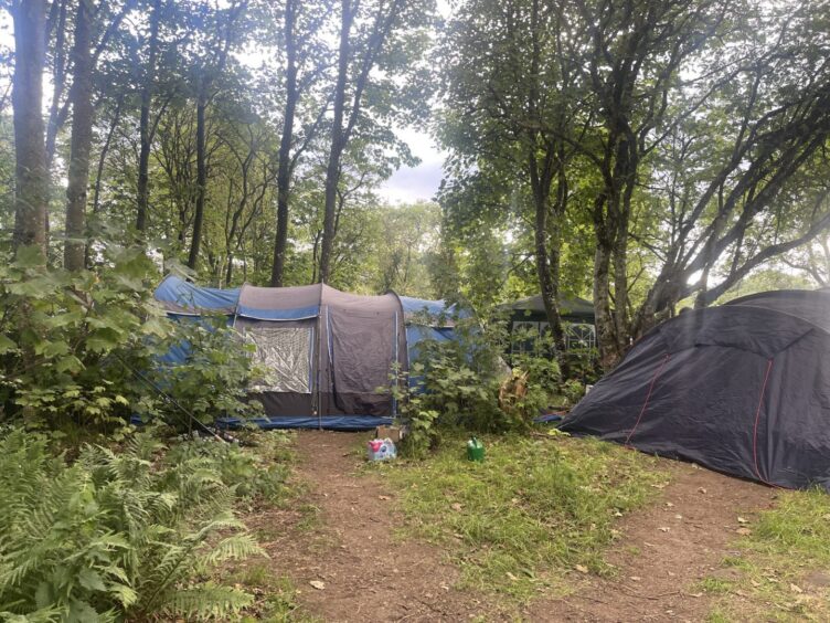 Collection of tents and gazebo in trees
