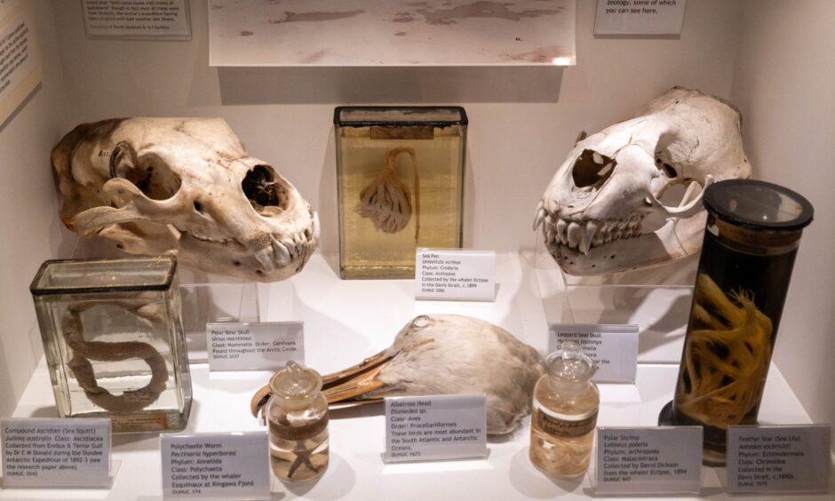 A display case in the D'Arcy Thompson Museum, Dundee. With skulls, a bird's head and specimens in jars.