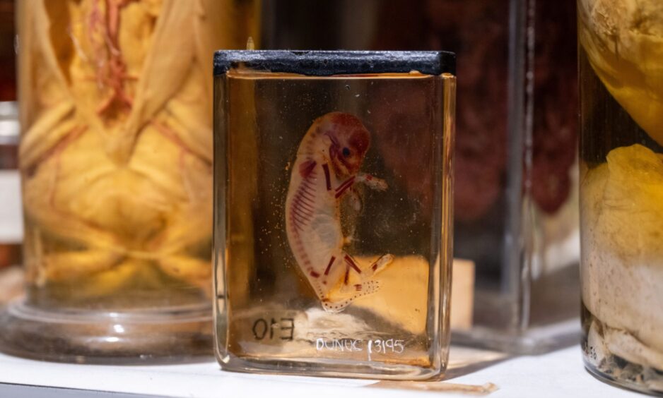 Some of the biological specimens held in the D'Arcy Thompson Museum including animal foetuses.