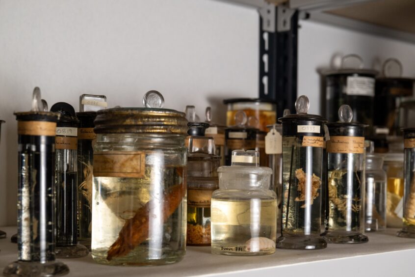 Specimen jars at the D'Arcy Thompson museum, Dundee.