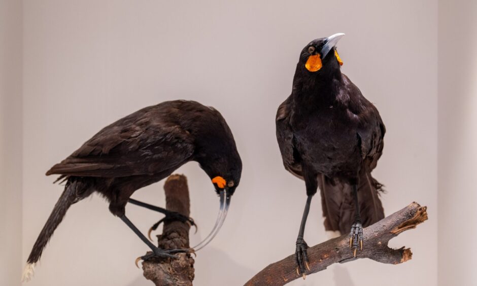 A pair of huia birds, which were hunted to extinction in New Zealand in the early 20th century.