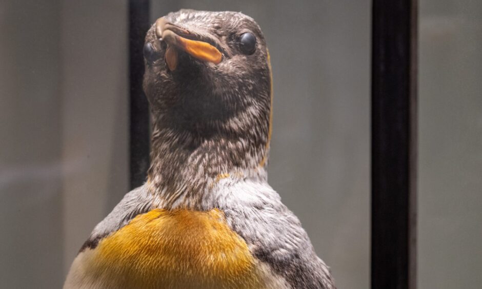 Penguin specimen at D'Arcy Thompson Zoological Museum. The Emperor penguin was brought back from one of Shackleton's expeditions to Antarctica.