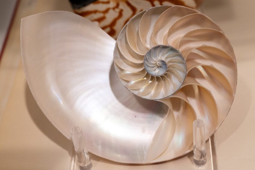 Cross-section of a Nautilus Shell on display in the D'Arcy Thompson Zoology Museum, Dundee.