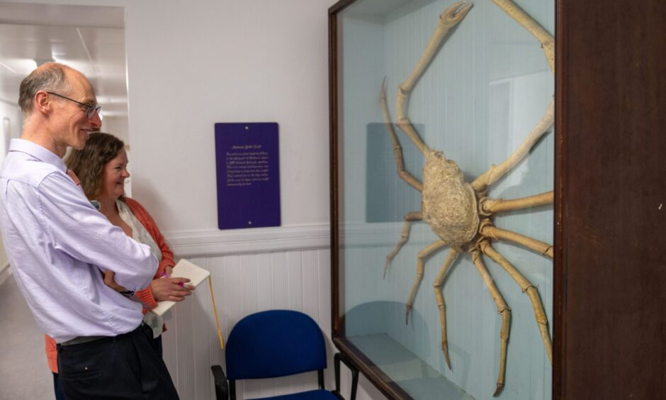 Nora McElhone and Matthew Jarron looking at an enormous giant spider crab at the D'Arcy Thompson Museum.
