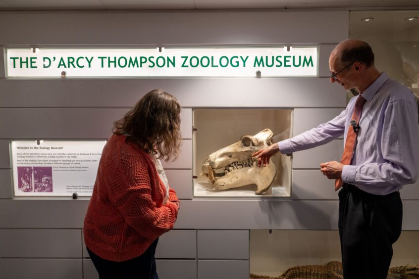 Nora McElhone looking at a display of a hippopotamus skull at the entrance to the D'Arcy Thomson museum, Dundee. 