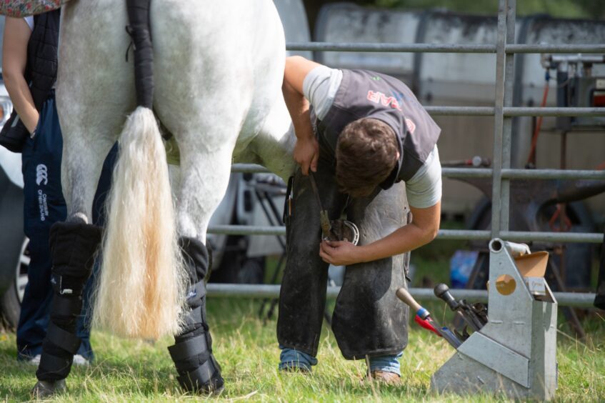 A horse being shoed by a farrier.