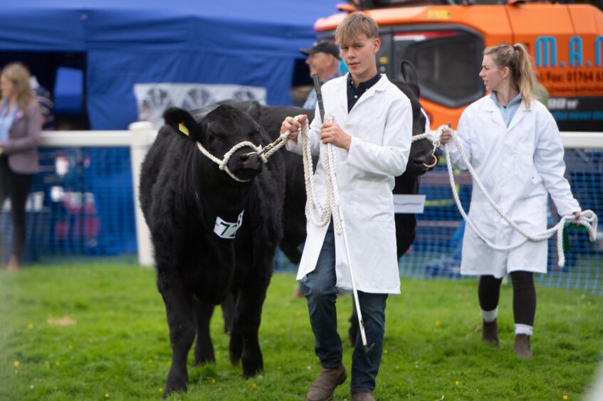 Handlers walking cattle at the Braco Show.