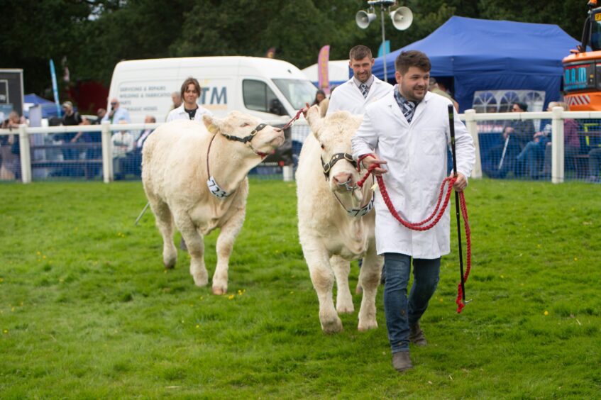 Cattle and their handlers during the Braco Show in Perthshire.