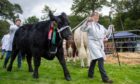 Cattle and their handlers at Braco Show. Image: Kim Cessford / DC Thomson