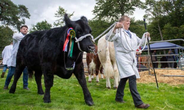 Cattle and their handlers at Braco Show. Image: Kim Cessford / DC Thomson