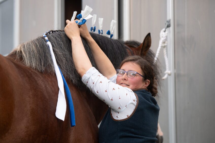 A woman attends to a Clydesdale horse before taking to the show ring at the Braco Show.