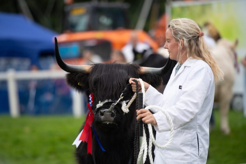 An entrant into the cattle best in show at Braco Show.