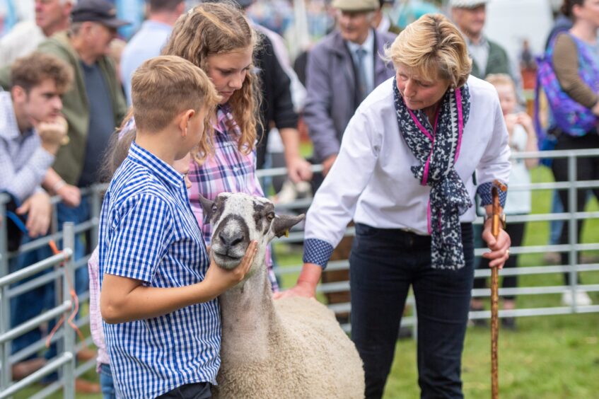 A sheep is inspected by a judge.