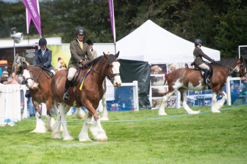Clydesdale horses are ridden into the show ring.