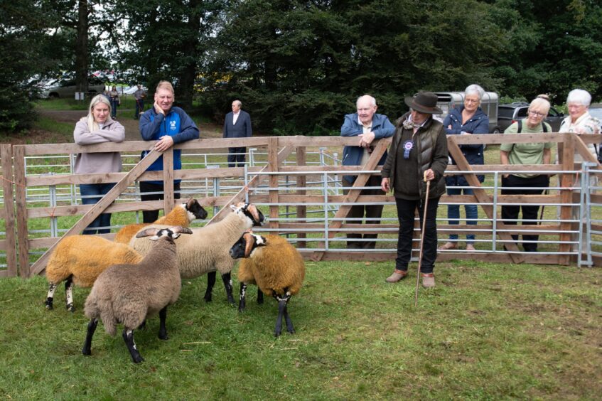 A judge inspects some of the sheep at the Braco Show.