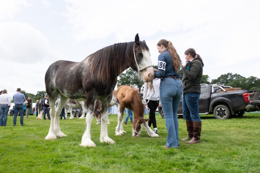 Women attend to a Clydesdale horse and foal before they enter the show ring.