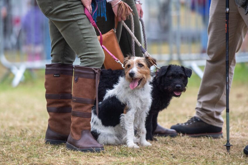 Image shows two dogs at the Scottish Game Fair, Scone Palace. 