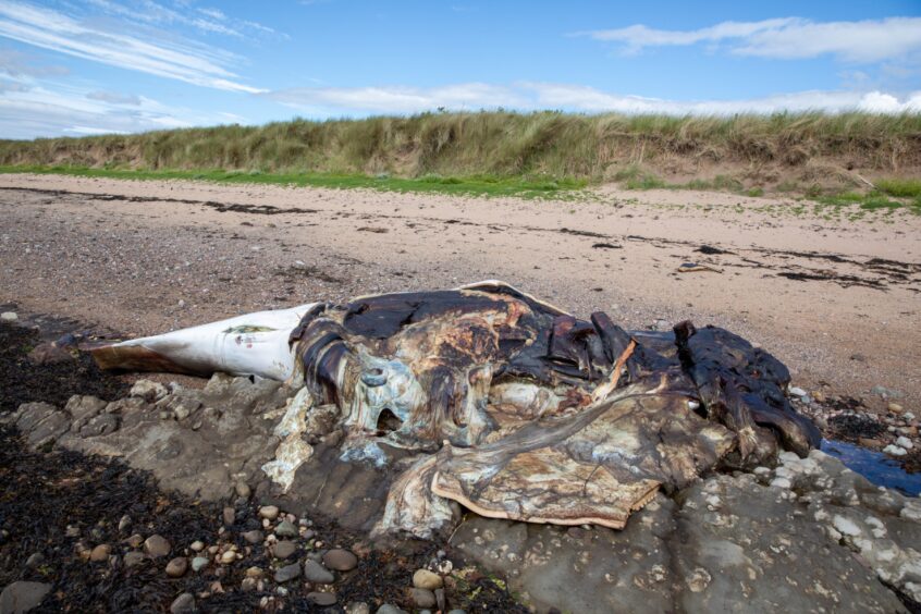The rotting whale carcass.