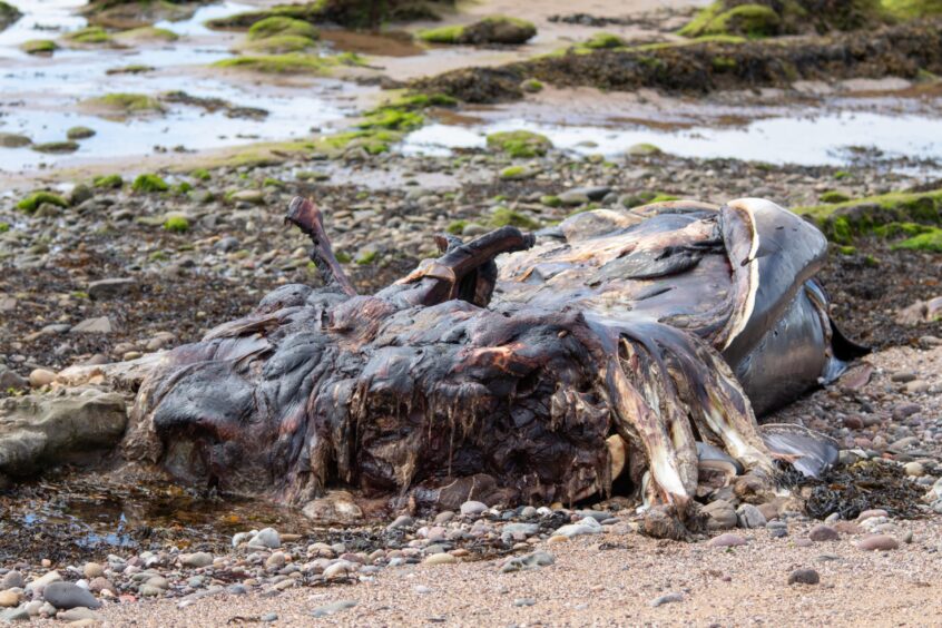 The rotting whale carcass on the beach near Carnoustie.