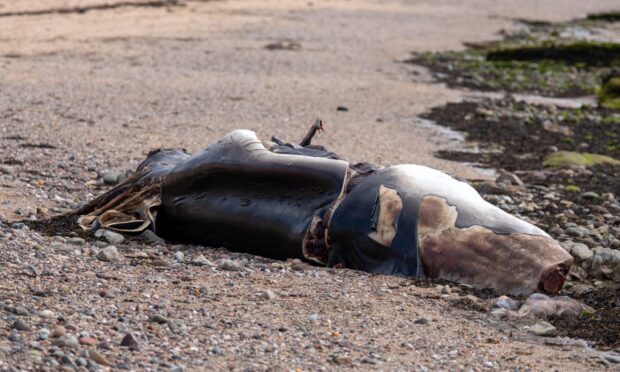 The rotting carcass on an Angus beach near Carnoustie