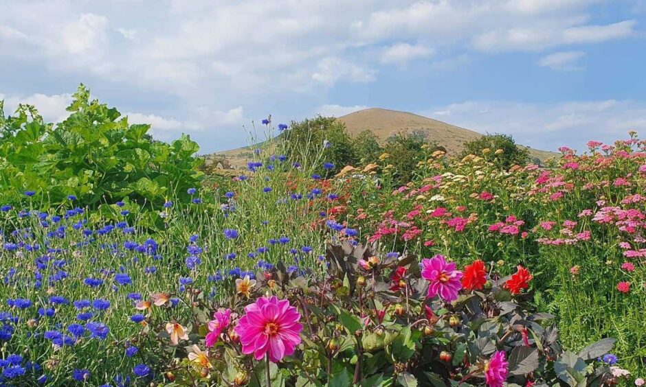 Flowers in Largo Walled Garden with Largo Law in the background.