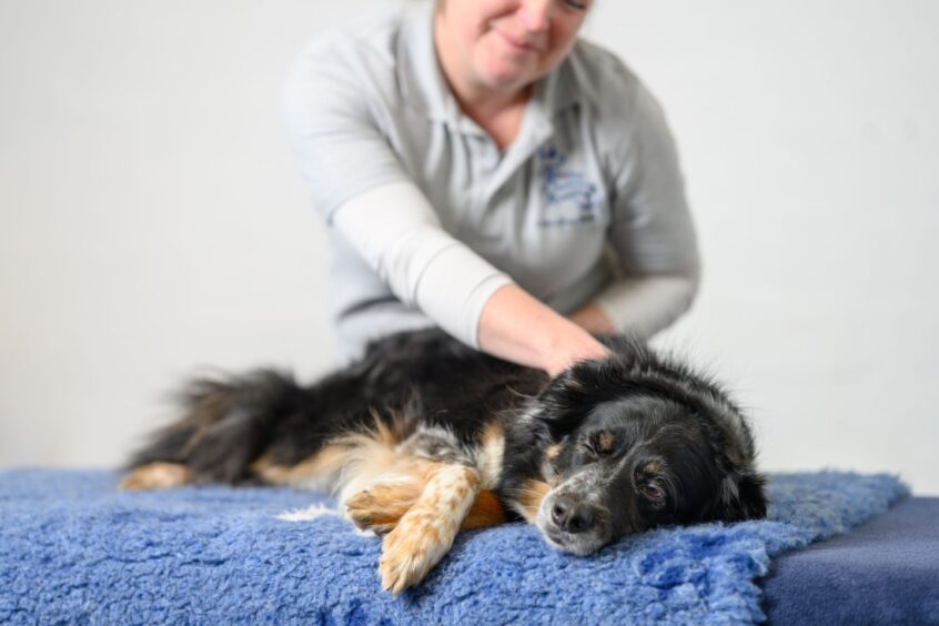 The Carnoustie canine therapist helping a dog in need. Image: Craig Cantwell Photography
