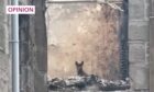Vilo - whose name means 'to live' - was spotted in a burnt out building after being presumed dead. Image: Supplied/DC Thomson.
