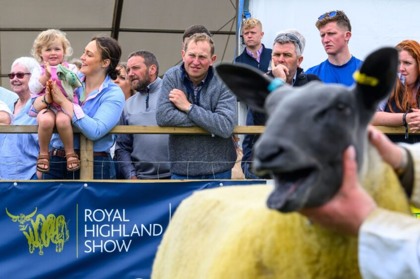 Sheep in show ring in close up with crowd watching judging behind Royal Highland Show banner